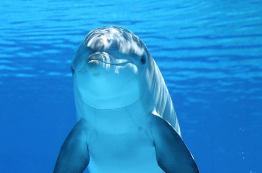 Dolphin_resized