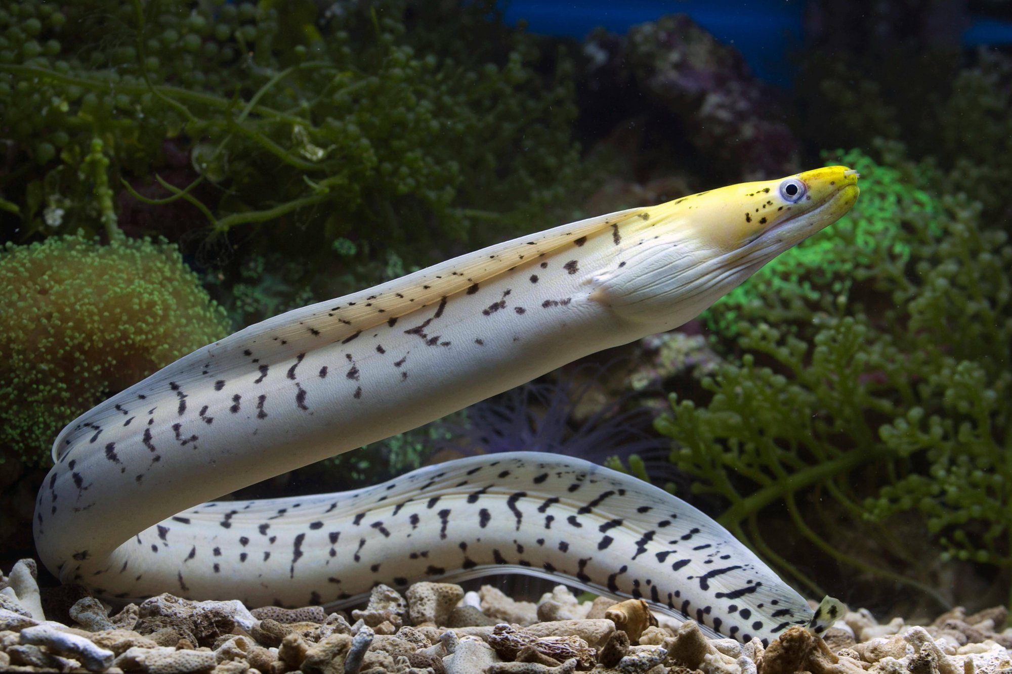 Eel