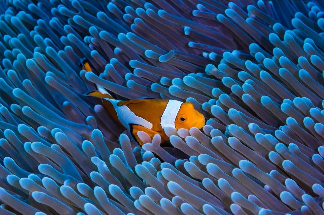 Nemo_resized