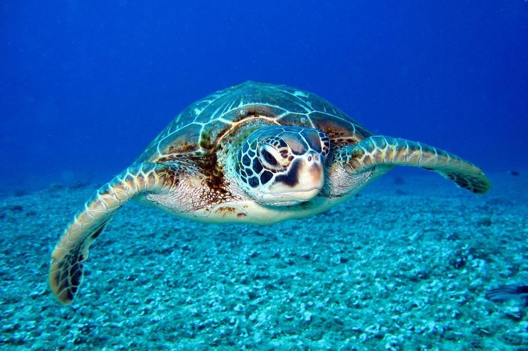 Turtle2_resized