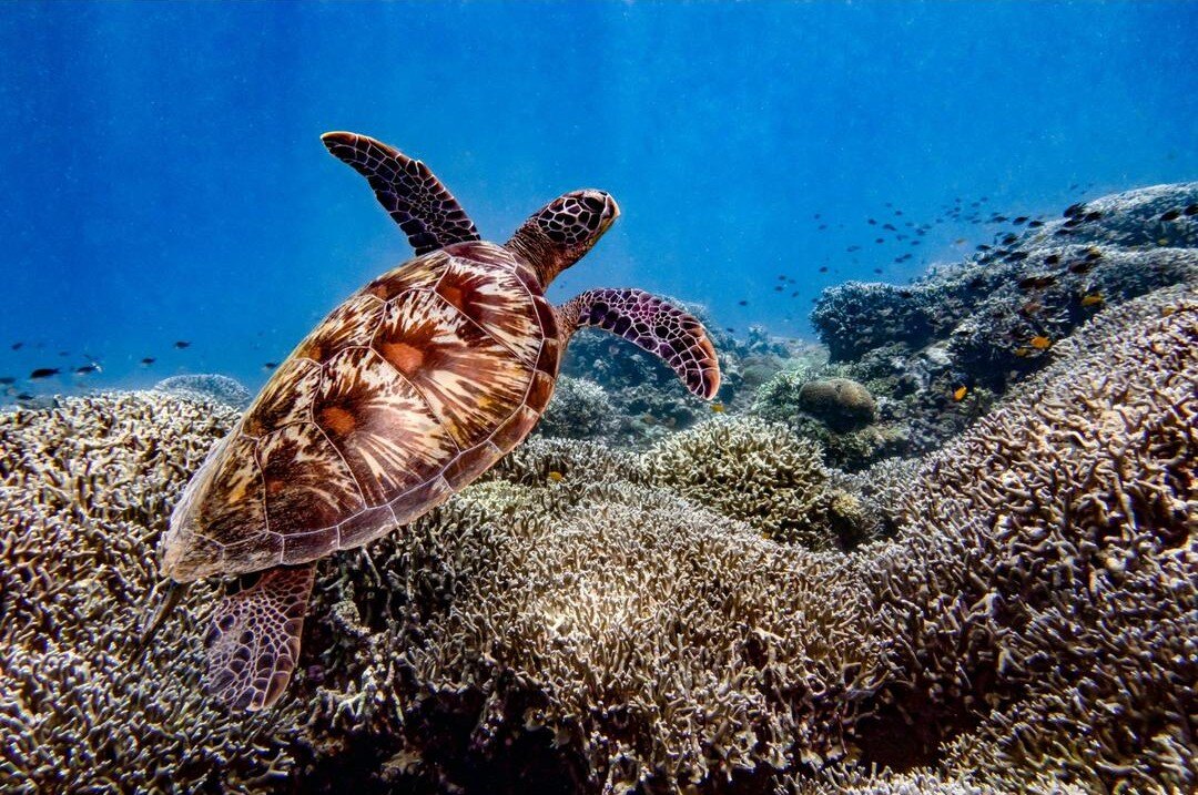 Turtle_resized