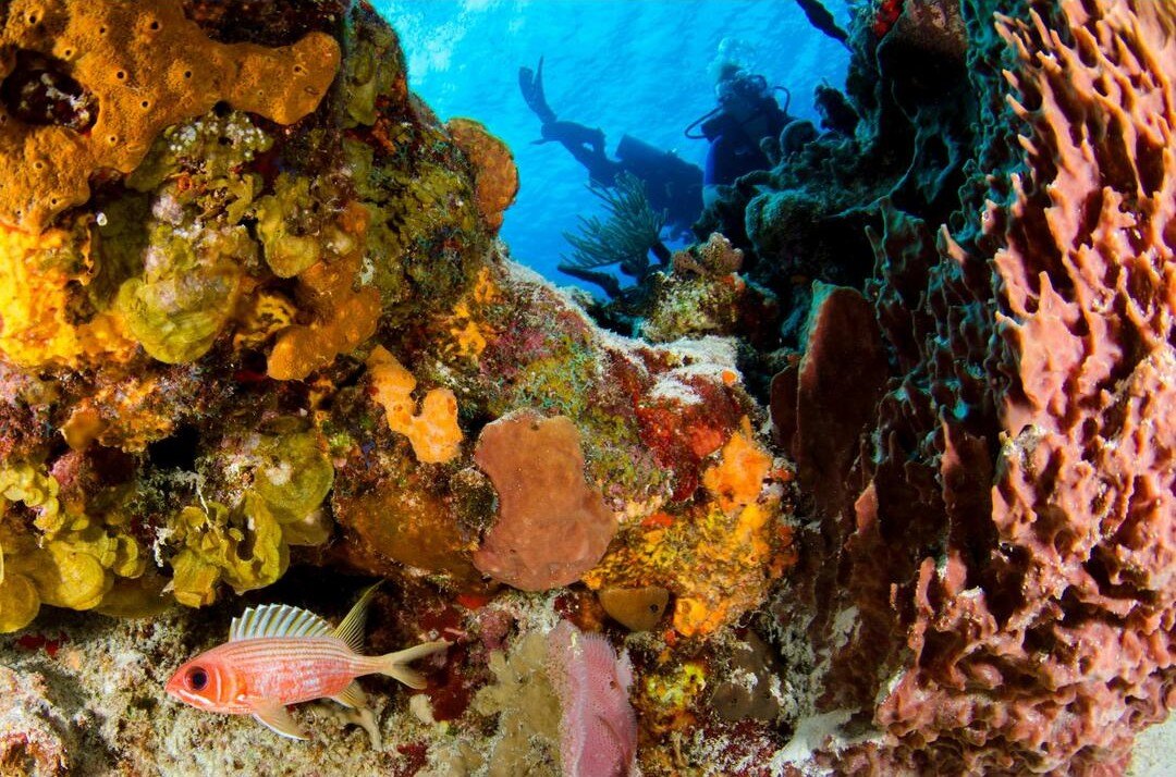 diver_resized