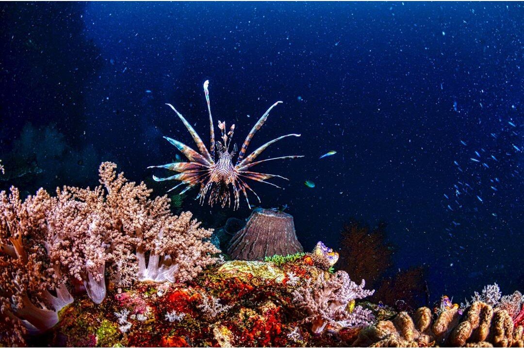 night dive_resized