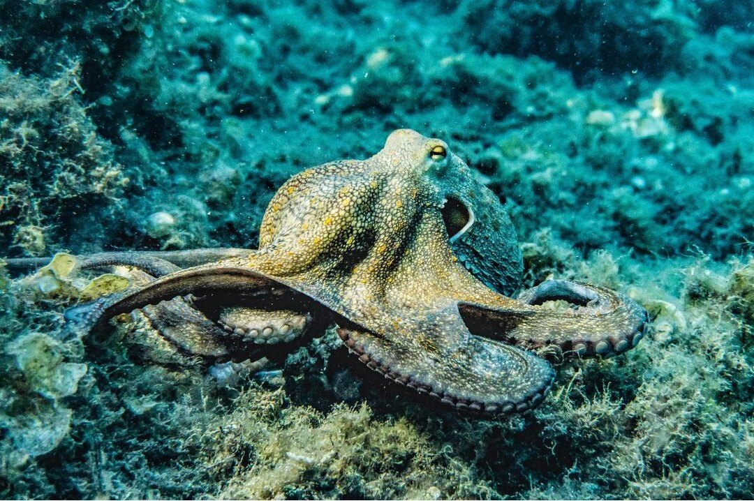 octopus_resized