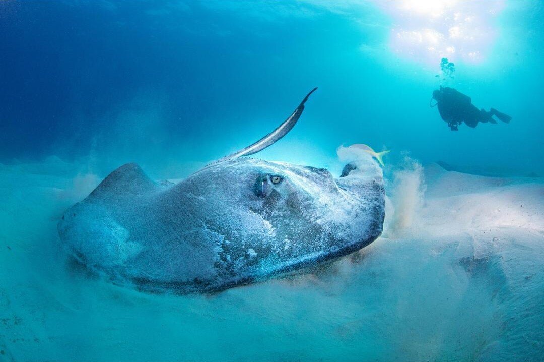 ray_resized